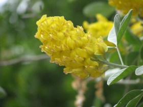 Marokkói ananászseprű, Argyrocytisus battandieri, évelő, fásszárú